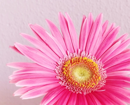 Fotografie Gerbera Pink