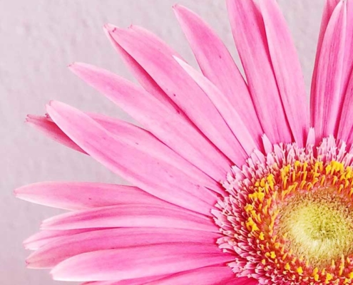Fotografie Gerbera Pink